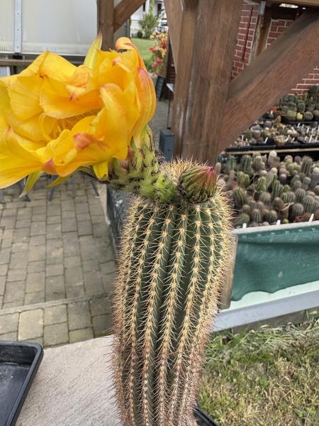 Trichocereus Hybrid gelb